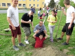 Májusfa állítás 2013.