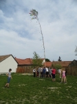 Májusfa állítás 2013.