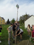 Májusfa állítás 2013.